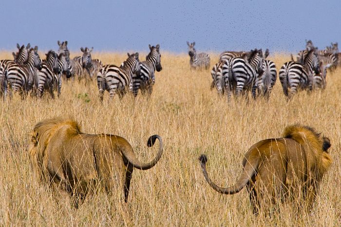 Naivasha