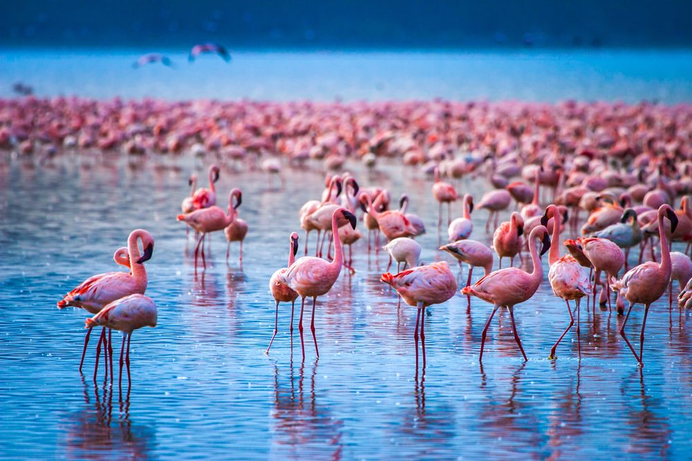 Nakuru